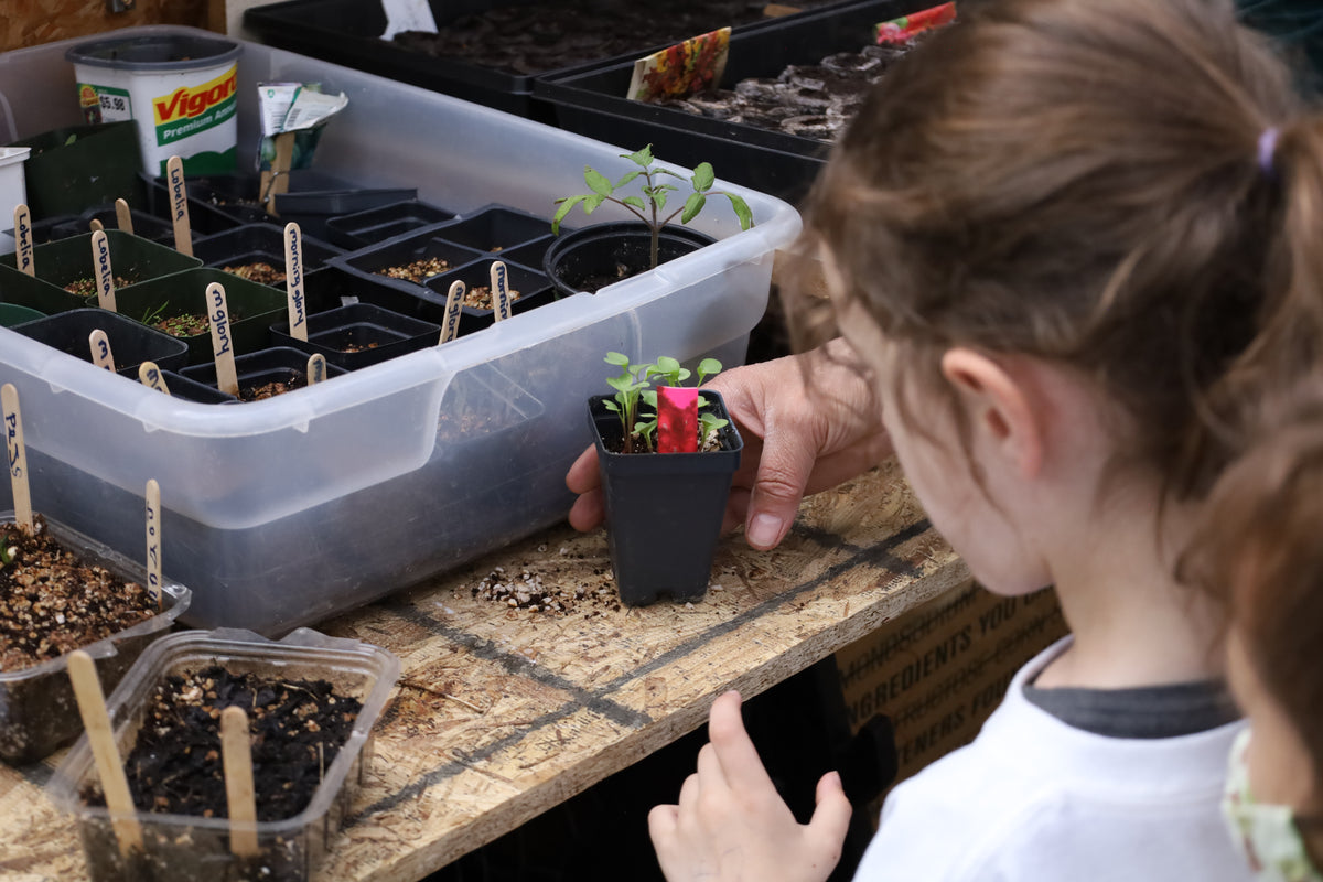 child looking at a table of seedlings