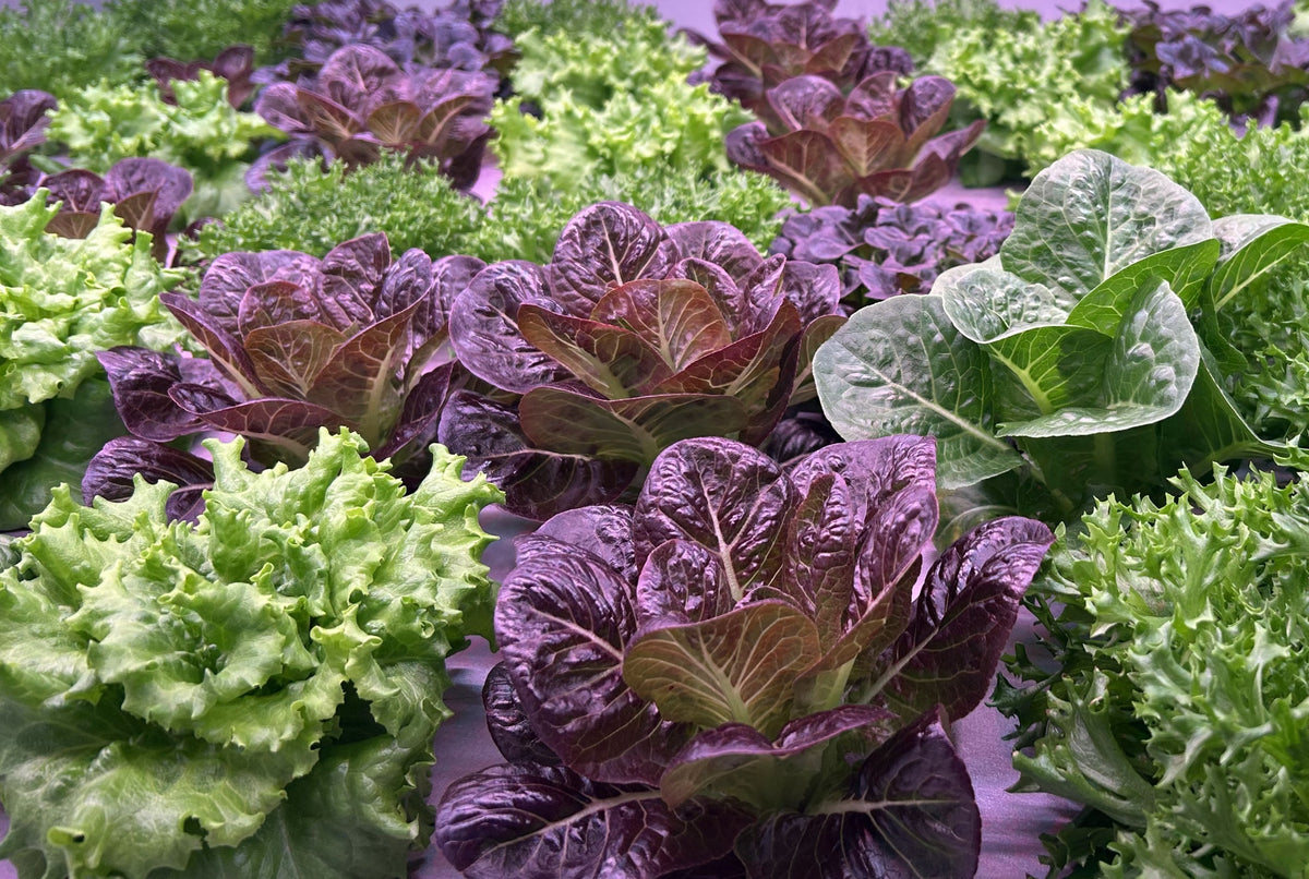 field of growing lettuce